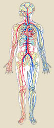 Connection between Circulatory System and Mental Health